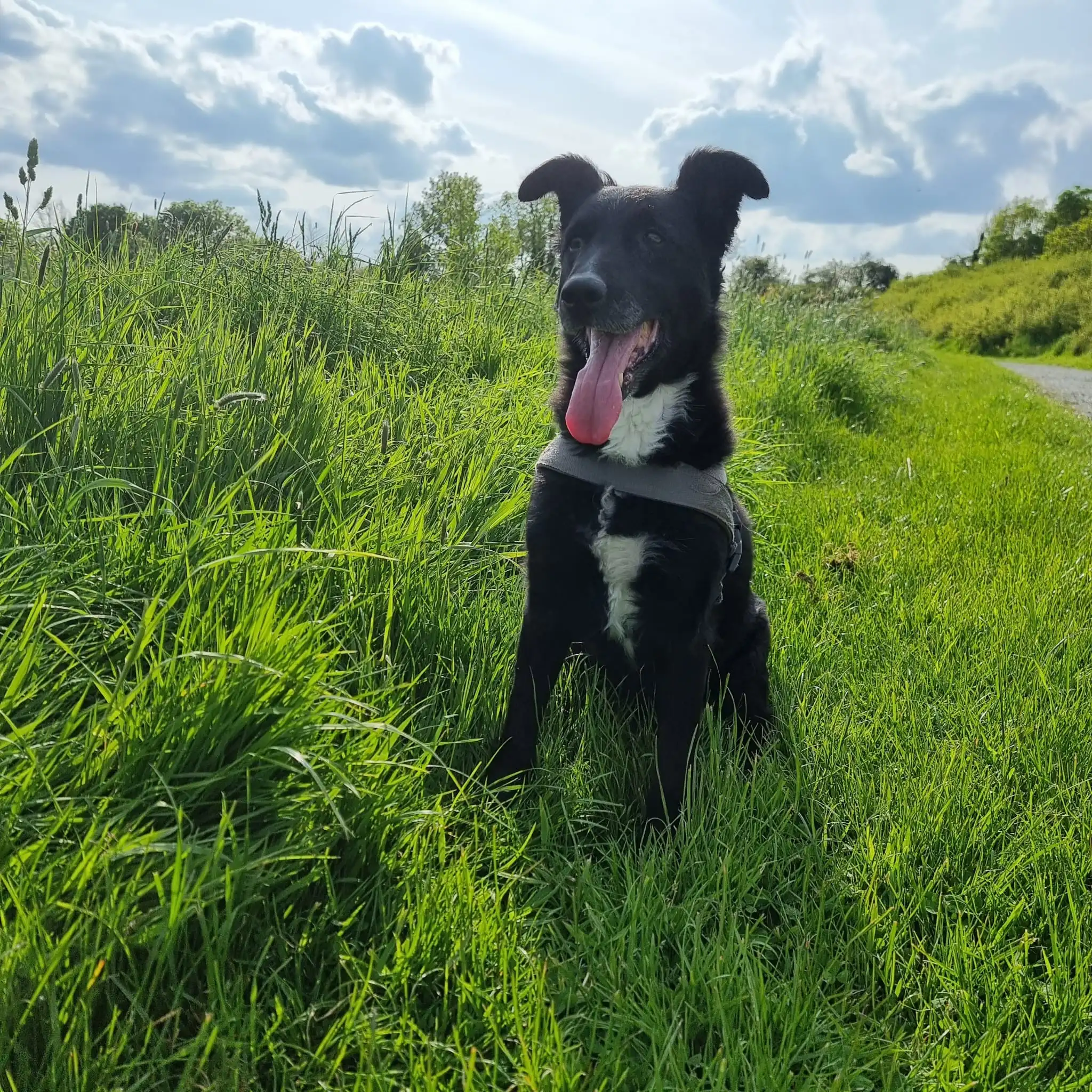 Unleash Your Collie's Best with Fetch & Feast 🐾: The Perfect Food for Your Furry Friend