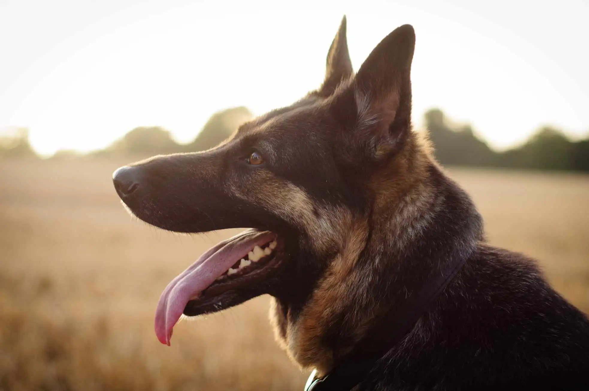 Fuel Your German Shepherd's Adventure with Fetch & Feast 🐾: Nutrition Tailored for Your Canine Companion